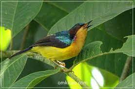 Masteran Dahsyat Suara Kolibri Muncang Untuk Melatih Dan Memancing Bunyi Om Kicau