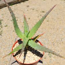 Image result for Aloe arborescens