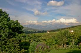 Image result for Erica pleiotricha