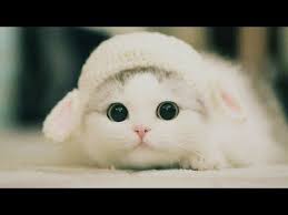 Cute Kittens Will Melt Your Heart Kittens That Will Make You Fall In Love Youtube Cute Cats Kittens Cutest Cute Animals