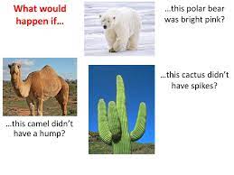 Winds blow sand all around, so a camel has long eyelashes. This Polar Bear Was Bright Pink Ppt Download
