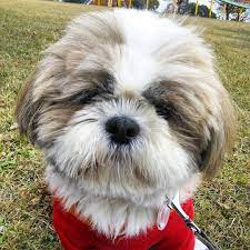 Shih Tzu Shih Tzu Shih Tzu Price Shih Tzu Puppy