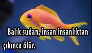 Balikla Ilgili Sozler Ve Balikla Ilgili Cok Guzel Atasozleri Balik Atasozleri Guzel Soz