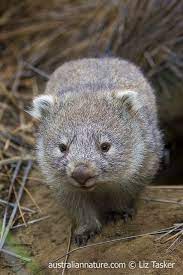 Wombat Wildlife Images Nature Photography By Pavel German Australian Native Animals Australian Mammals Wombat