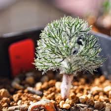 Image result for Eriospermum