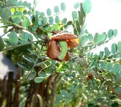 Image result for Ormocarpum kirkii