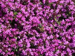 Die teppich thymian ist eine perfekter bodendecker, auch in töpfen oder trögen. Fruhbluhender Thymian Red Carpet Beste Sorten Stauden Wissen