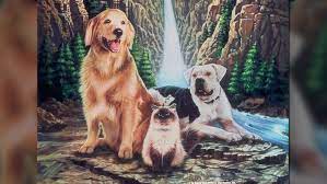 The incredible journey tells the story of a trio of family pets whose family is in the process of moving. Did You Know 8 Incredible Facts About Homeward Bound The Incredible Journey D23