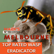 Ater that, dust an insecticidal dust like tempo dust into the their entrance at. Wasp Removal Melbourne Experts For Wasp Infestation Extermination