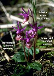 Image result for Orchidaceae