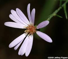 Image result for Aster chimanimaniensis