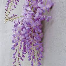 Image result for Wisteria sinensis