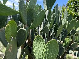 Image result for Opuntia