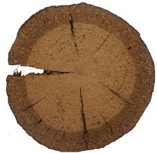 Image result for Motandra lujaei