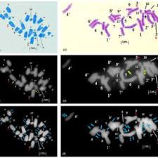 Image result for Dipcadi platyphyllum