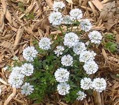 Candytuft Flowering Vines Backyard Plants Spring Gardening Prep