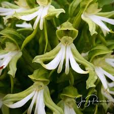 Image result for Bonatea antennifera