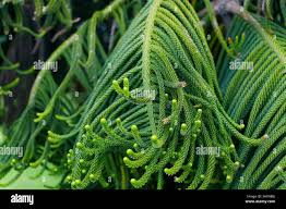 Image result for Aster milanjianus