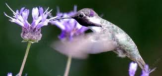 Wild ginger smells spicy in a nice way. California Plants That Like Part Shade