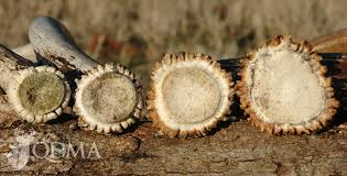 Deer shed their antlers once in a year in the case of most species. Can You Estimate A Buck S Age From His Shed Antler