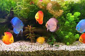 Aquarium gravel comes in a variety of colors and sizes, which makes it perfect for customizing and decorating your aquarium. 4 Aquarium Gravel Questions That Will Make Or Break Your Tank