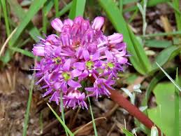 Image result for Ledebouria macowanii