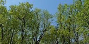 How to “Read” A Tree: An Artistic Approach to Tree ID