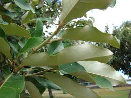 Image result for Heritiera