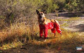 The Dog Trouser Company Australia Review Australian Dog Lover Dog Pants Dog Lovers Dogs