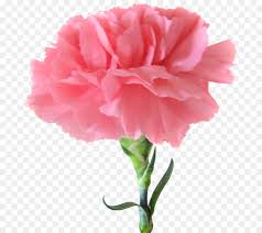 Maybe you would like to learn more about one of these? Pink Flower Cartoon Clipart Flower Pink Plant Transparent Clip Art