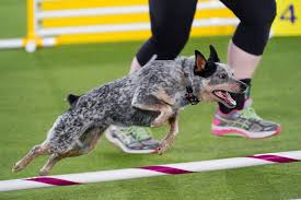 The 144th annual westminster dog show concluded on tuesday, and while the judges with all due respect to newly crowned westminster dog show winner, siba , a standard poodle, some of her. Qiaylcsfe3cpem