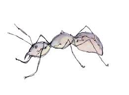 Bugs Ants Drawing Drawings Sketches Drawing Sketches