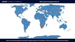 Image result for Xerophyta zimbabwensis