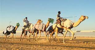 The al dhafra camel festival has something for everyone; A Beginners Guide To Attending The Al Dhafra Festival 2020 21 Family Travel In The Middle East