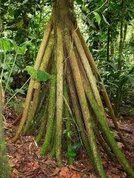 Image result for Sporobolus myrianthus