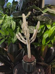 Image result for Dracaena laxissima