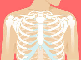 The anterior muscles of the torso (trunk) are those on the front of the body, including the muscles of the chest, abdomen, and pelvis. Sternum Anatomy Location Function Pain Injuries