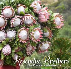Image result for Protea wentzeliana