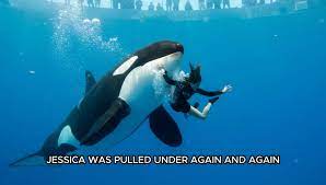 The Horrifying Final Moments of Orca Jessica Radcliffe | TikTok
