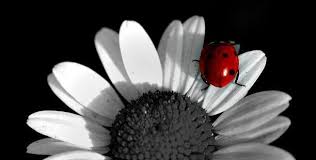 Black And White Daisy Wallpaper Ladybug Partage Of Anonymous Art Of Revolution On Facebook White Ladybug Ladybug Wallpaper Ladybug