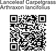 Image result for Arthraxon lancifolius