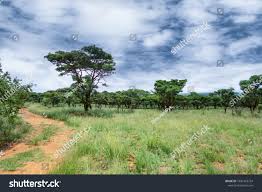 Image result for Burkea africana