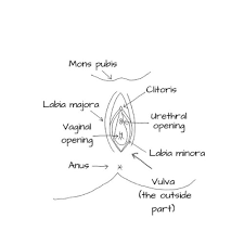 Whether or not a baby is present, the hormonal functions that come with your internal anatomy impact your everyday life. Naming Private Parts What S A Parent Supposed To Do And Why