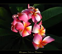 Rare Flowers The Plumeria Singapore Intense Rainbow Rare Flowers Plumeria Plumeria Flowers