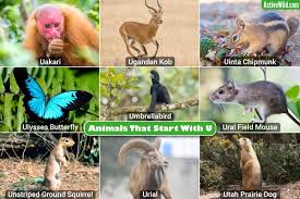 We have prepared an alphabetical list of animals name beginning with the letter u. Animals That Start With U List With Pictures Interesting Facts