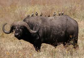 The Big 5 Where To See These African Safari Animals In 2020 African Buffalo African Animals Animals Wild