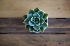 High Resolution Succulent Desktop Background 5264x3510 Download Hd Wallpaper Wallpapertip .hd wallpapers free download, these wallpapers are free download for pc, laptop, iphone, android phone and ipad desktop. wallpapertip