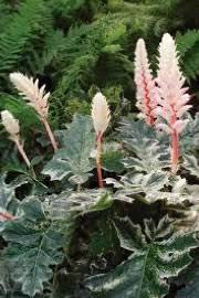 Image result for Acanthus polystachyus