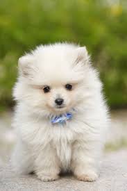 14 Small White Dog Breeds To Add To Your Family Asap White Dog Breeds Cute White Dogs Dog Breeds