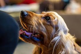 שם מקומי king street kitchen. King St Kitchen Dog Furiendly